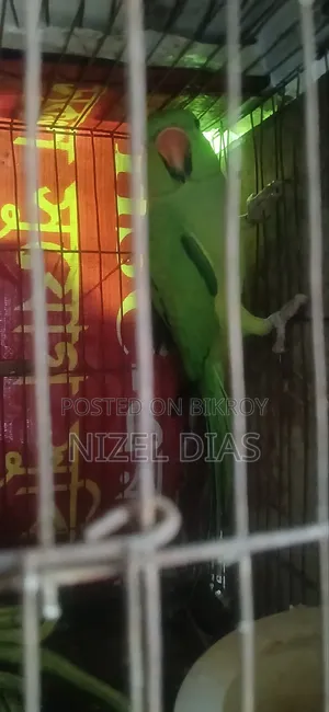 আমার মেল টিয়া টা উড়ে চলে গেছে তাই বিক্রি করে দিচ্ছি