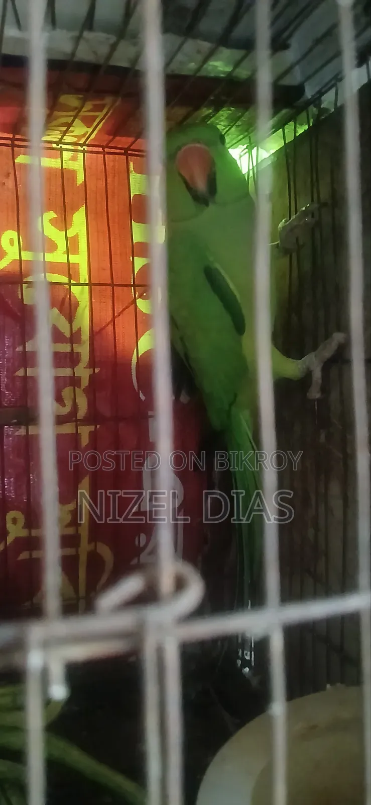 আমার মেল টিয়া টা উড়ে চলে গেছে তাই বিক্রি করে দিচ্ছি