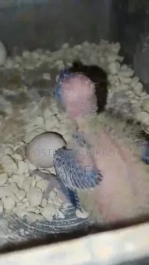 1 pair of breeding Cockatiel