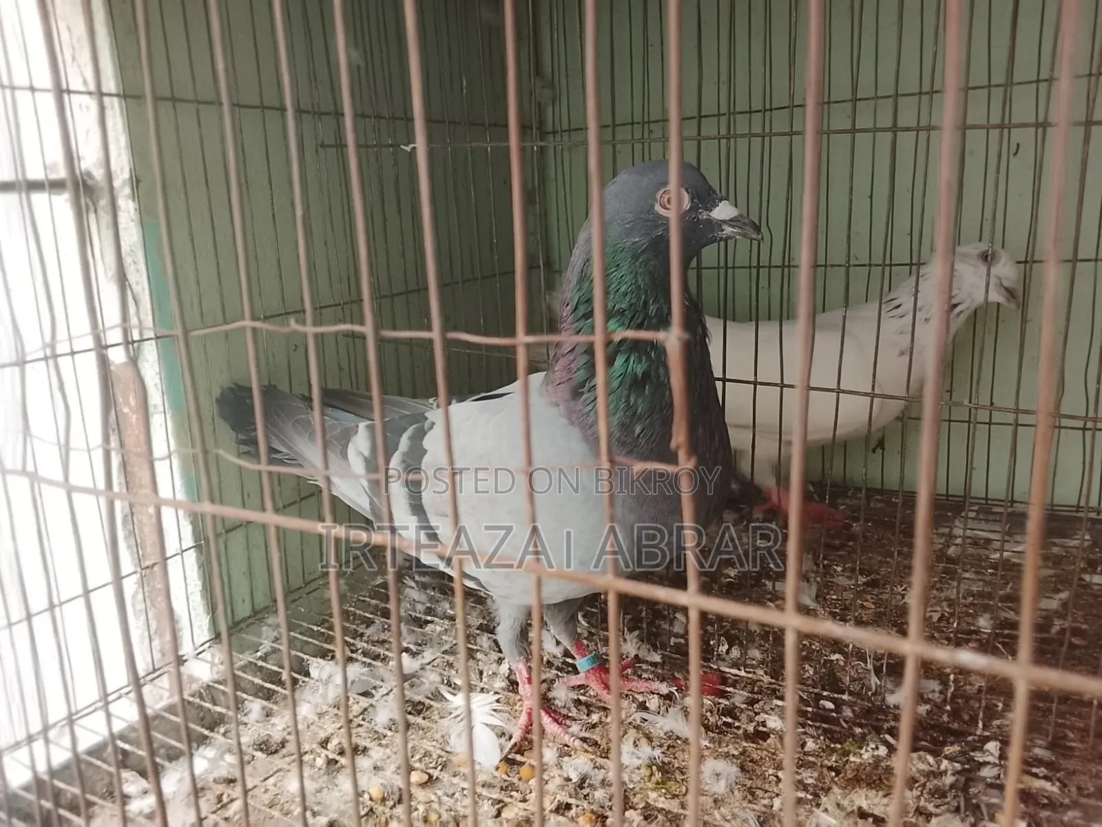 Two Pairs of Pigeons for Sale