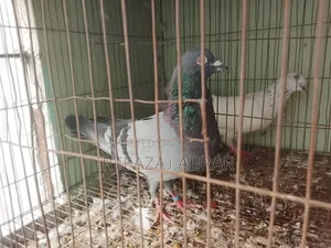 Two Pairs of Pigeons for Sale