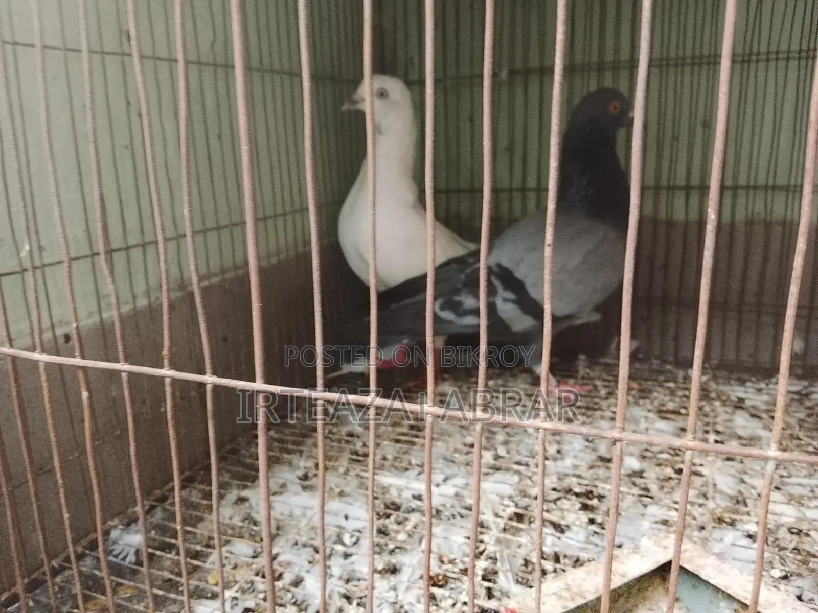 Two Pairs of Pigeons for Sale