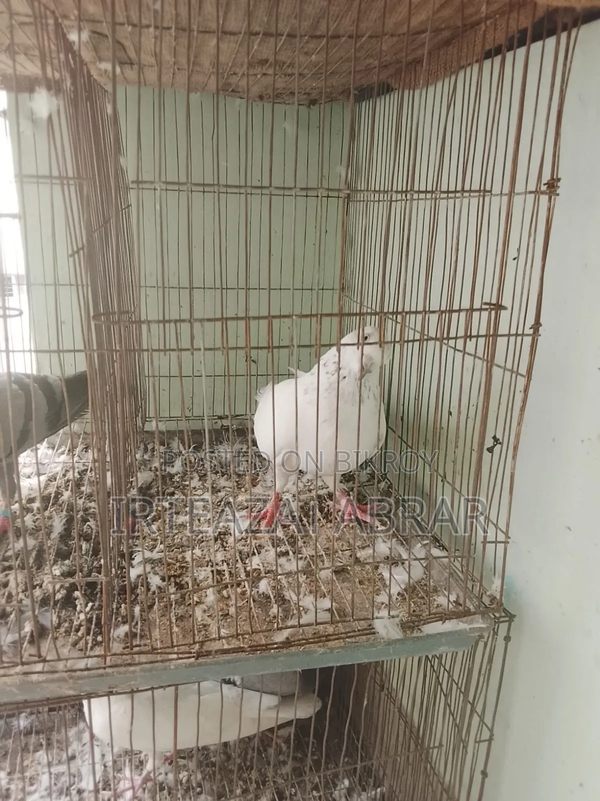 Two Pairs of Pigeons for Sale