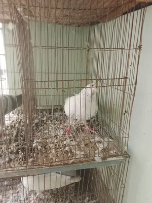 Two Pairs of Pigeons for Sale