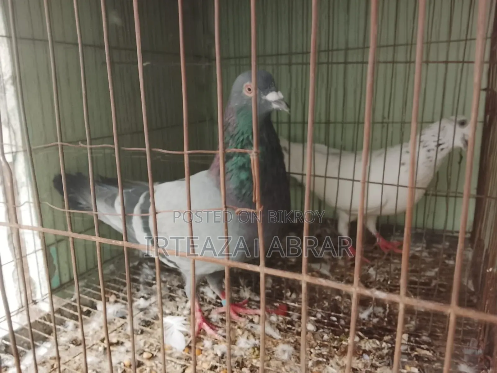 Two Pairs of Pigeons for Sale
