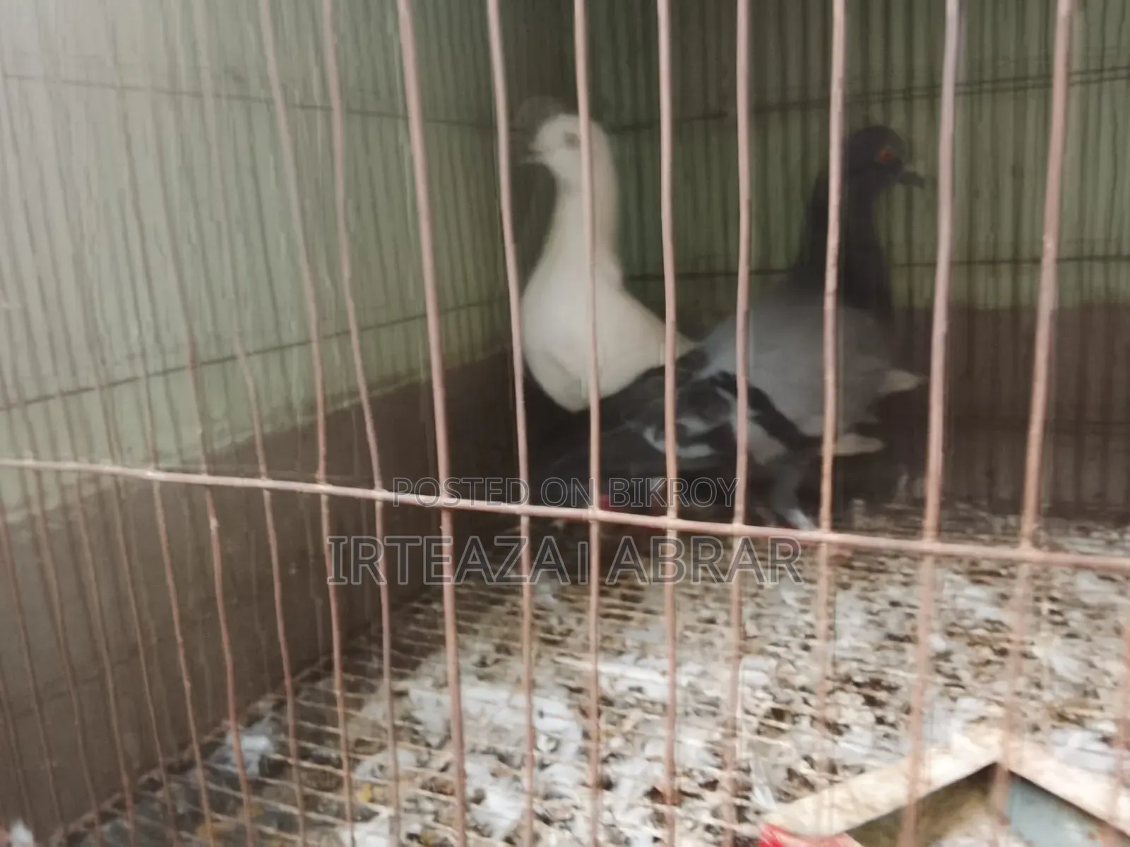 Two Pairs of Pigeons for Sale