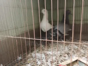 Two Pairs of Pigeons for Sale