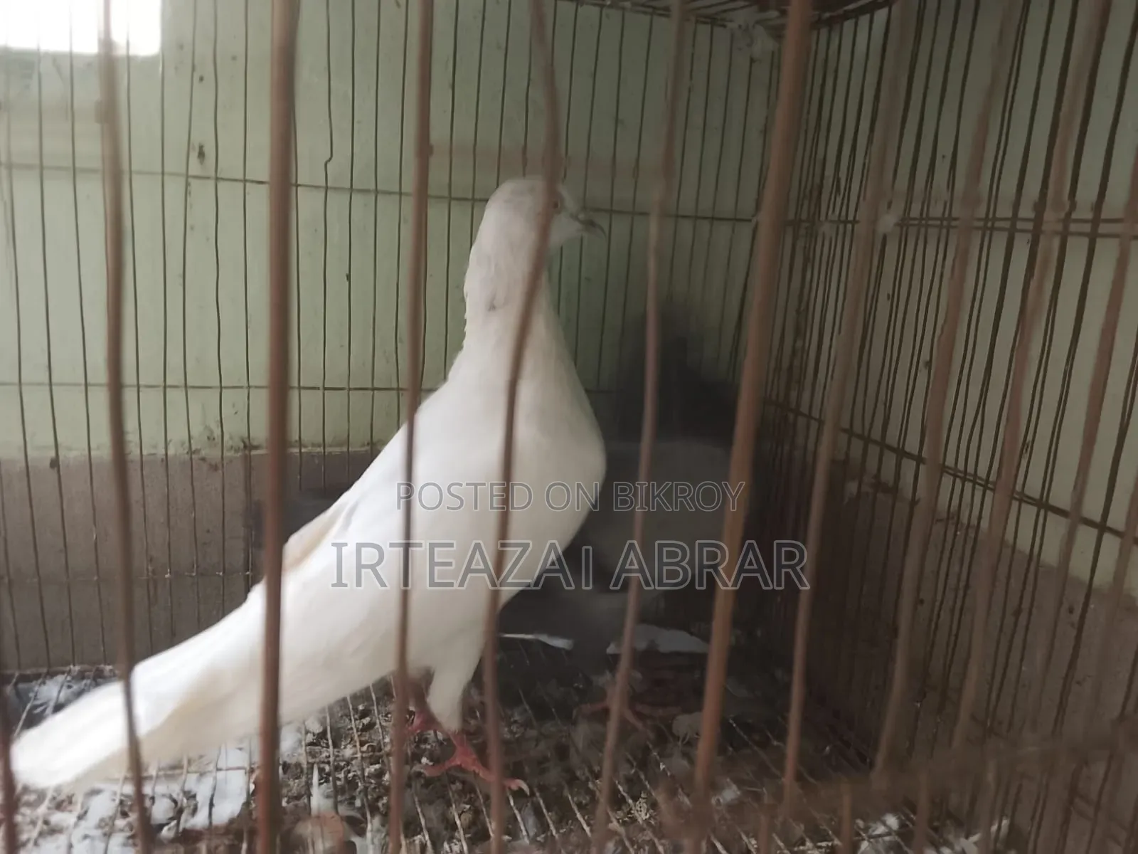 Two Pairs of Pigeons for Sale