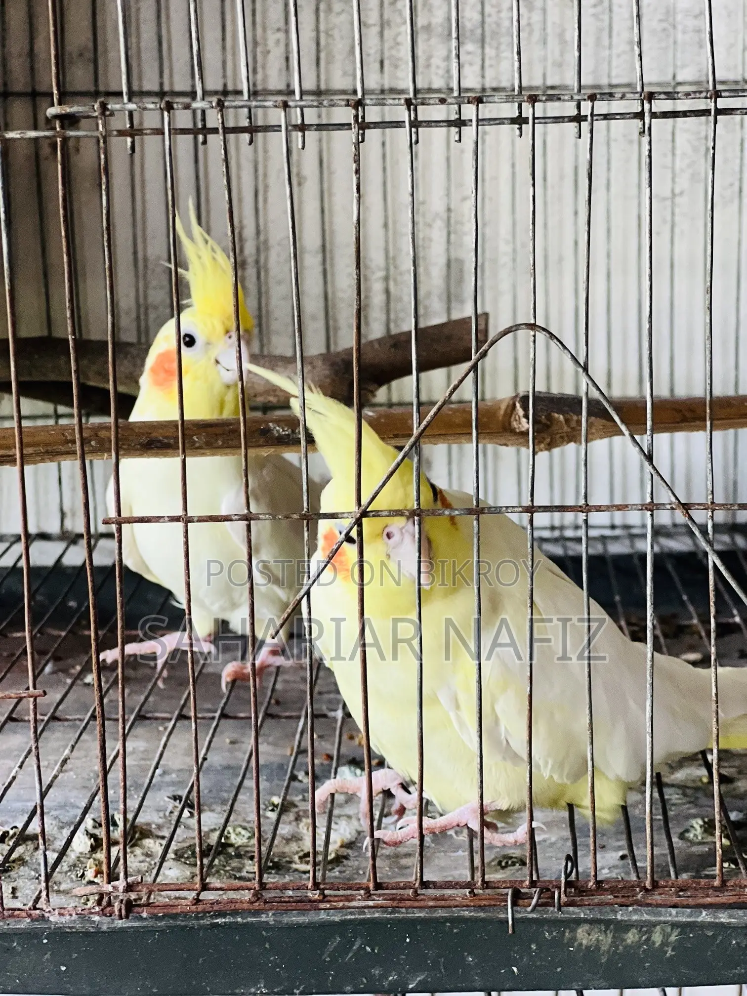 অ্যাডাল্ট ককাটেল