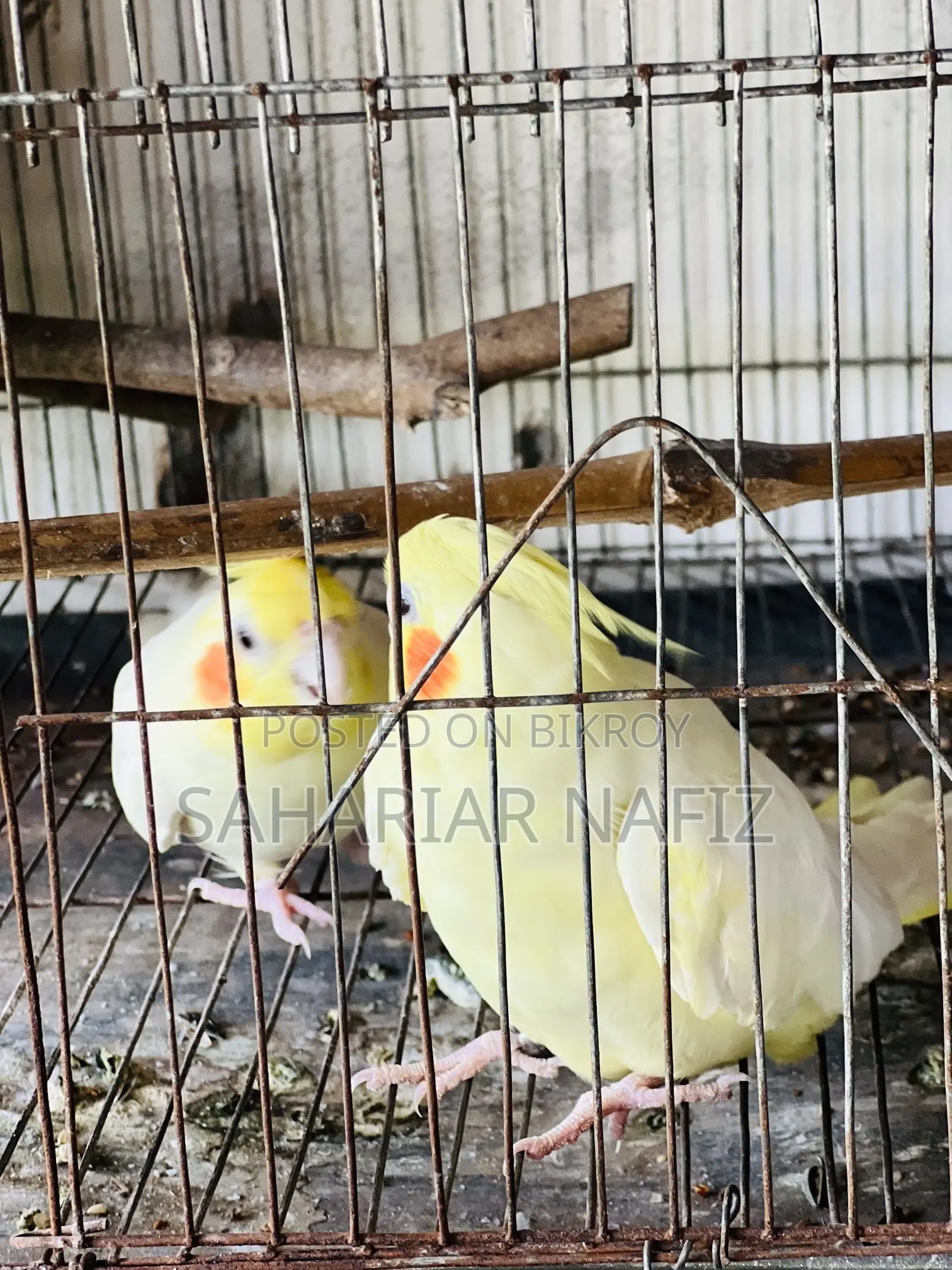 অ্যাডাল্ট ককাটেল
