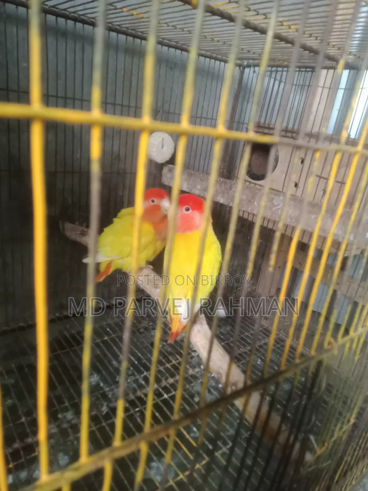 লাভ বার্ডস