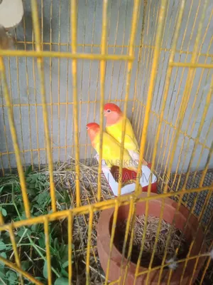লাভ বার্ডস