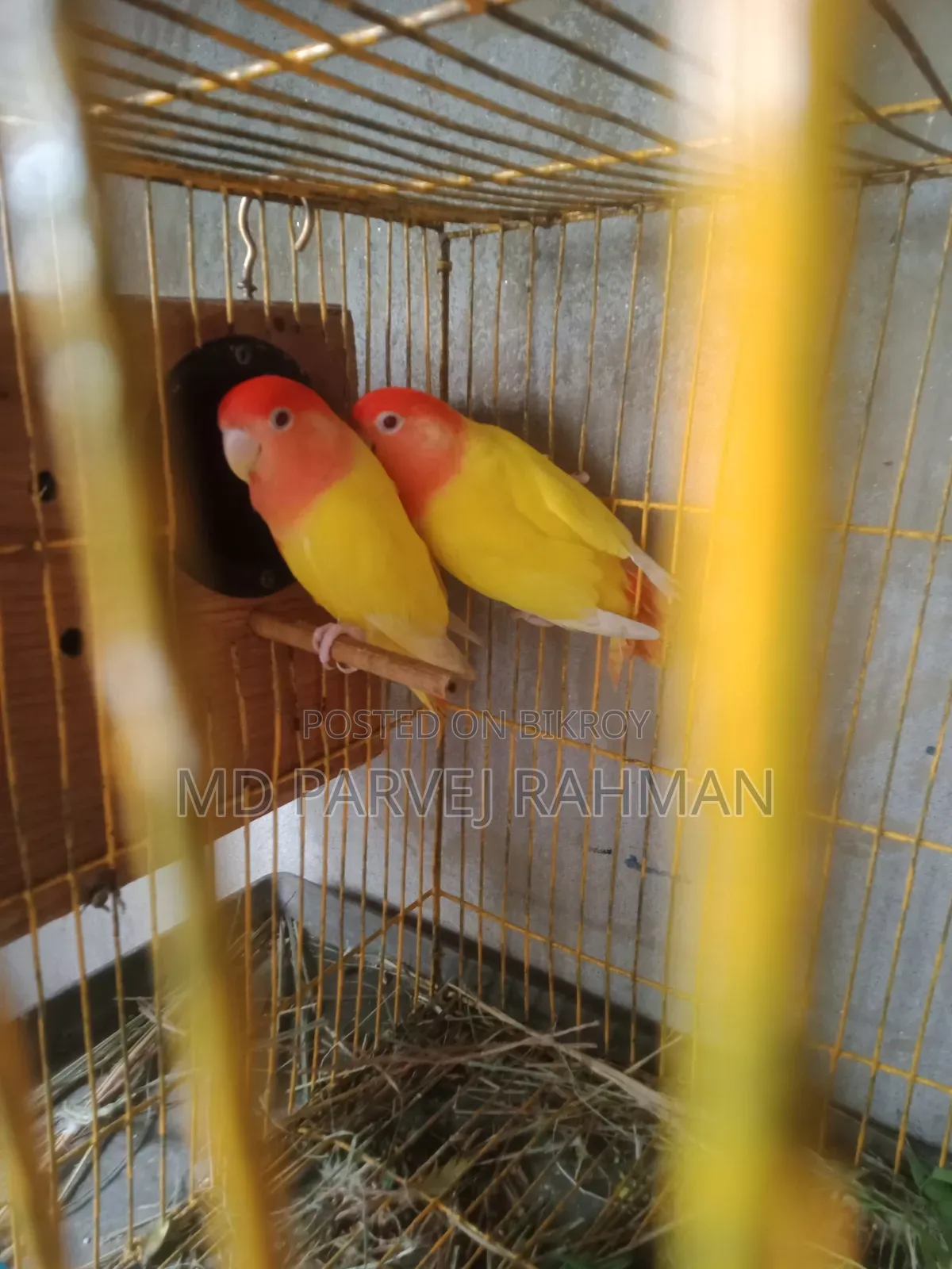 লাভ বার্ডস