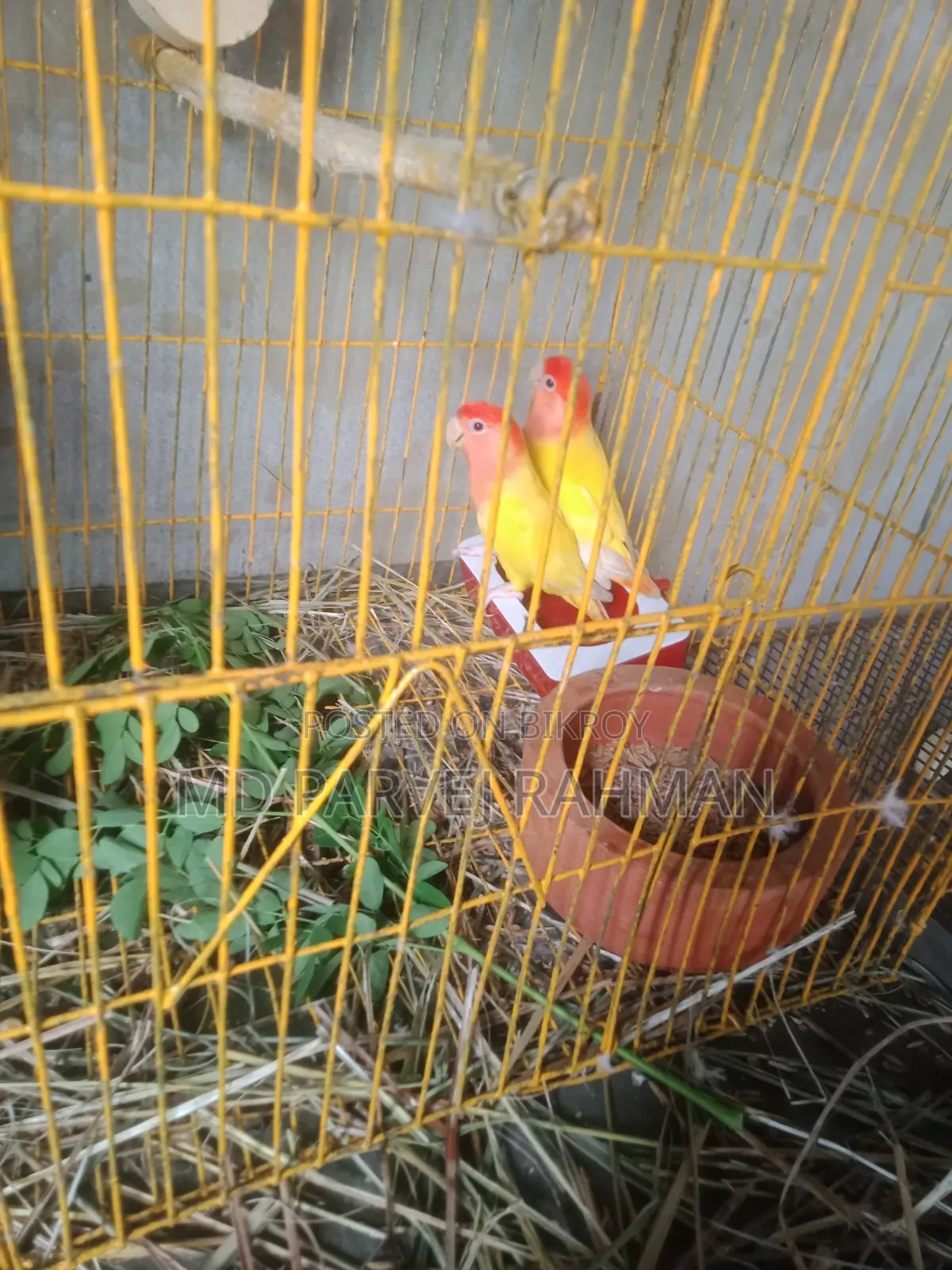 লাভ বার্ডস