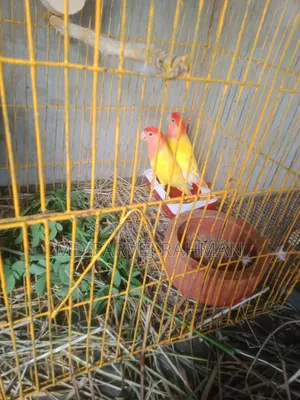 লাভ বার্ডস