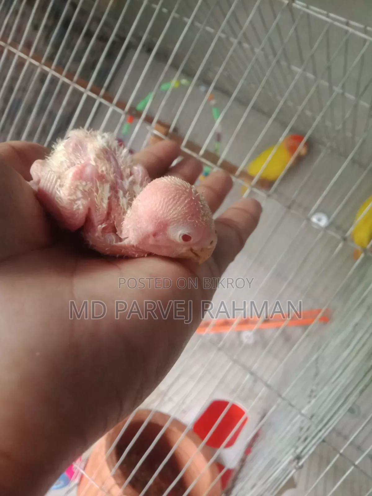 লাভ বার্ডস