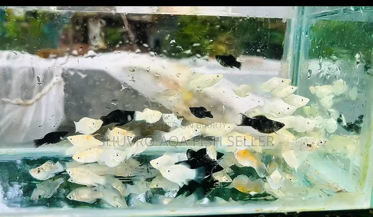 White and Black Balloon Molly