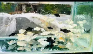 White and Black Balloon Molly
