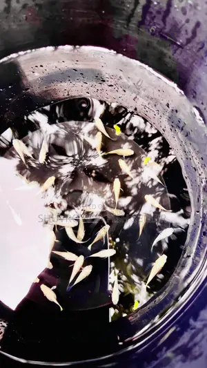 White and Black Balloon Molly