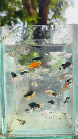 বেলুন মলি সাদা কালো লাল