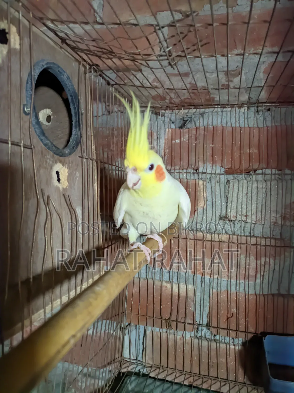 Cockatiel Male for Sale