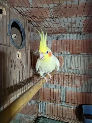 Cockatiel Male for Sale