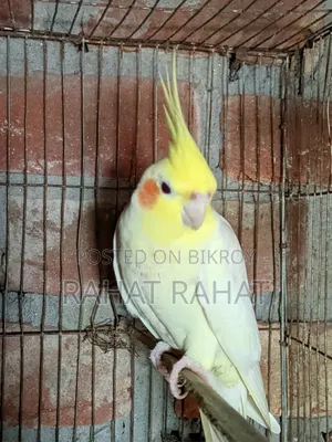 Cockatiel Male for Sale