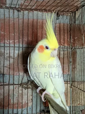 Cockatiel Male for Sale
