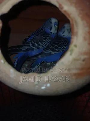 অনেক জোড়া রানিং বাজরিগার পাখি সেল করা হবে