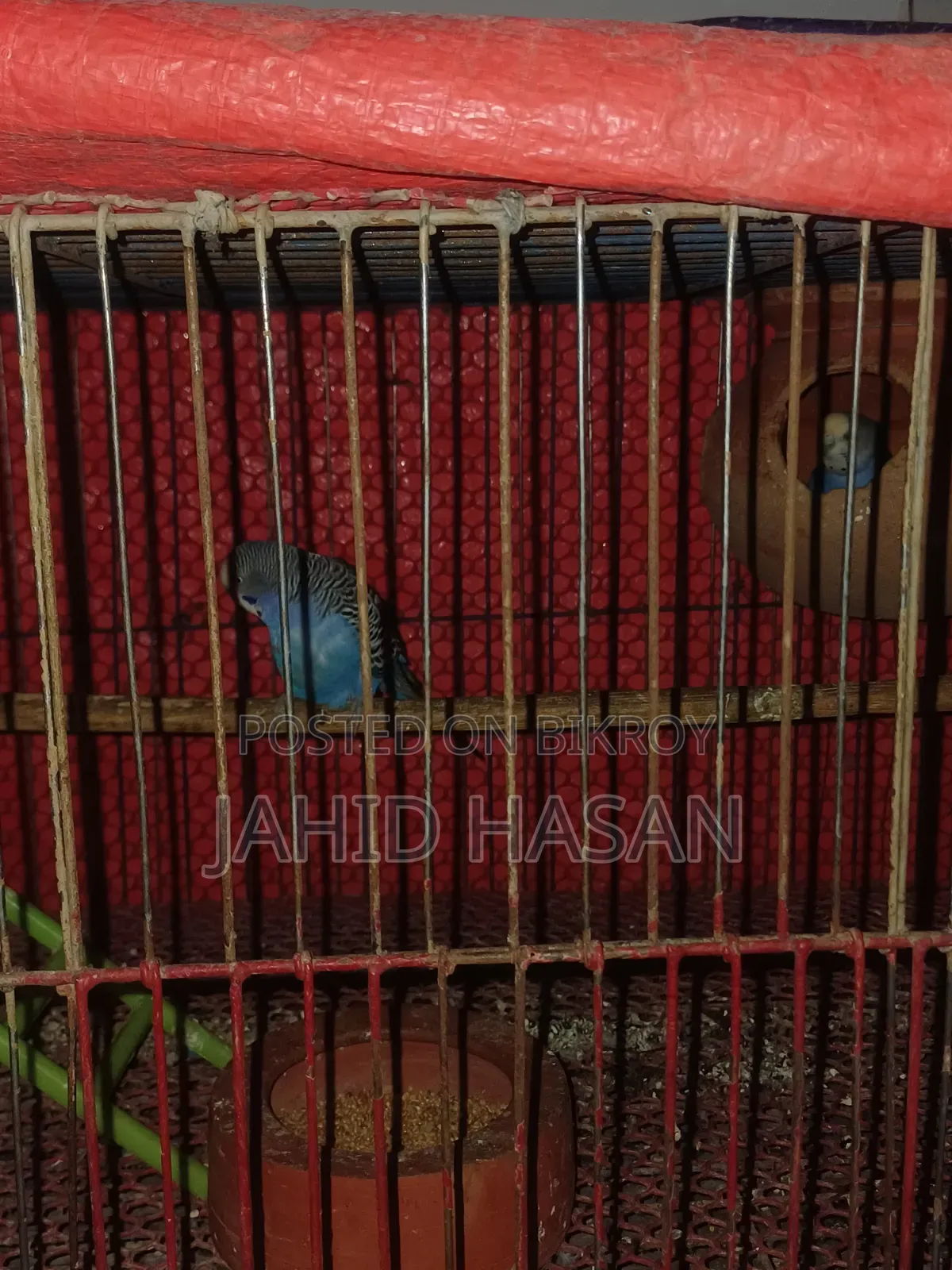 অনেক জোড়া রানিং বাজরিগার পাখি সেল করা হবে