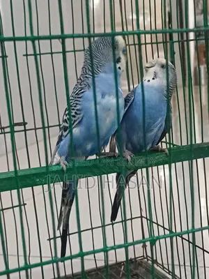 অনেক জোড়া রানিং বাজরিগার পাখি সেল করা হবে