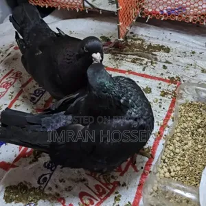 Show King Black Pigeons 1 Pair