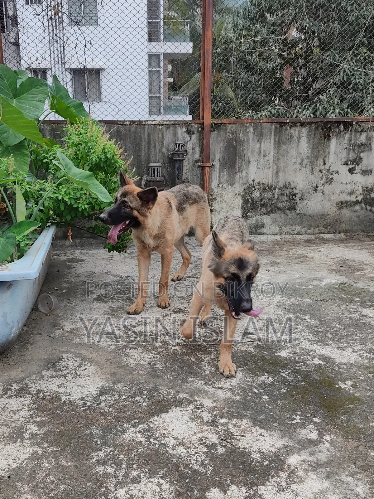 6-12 months Male Purebred German Shepherd