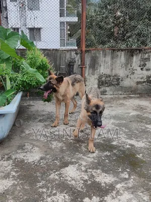 6-12 months Male Purebred German Shepherd