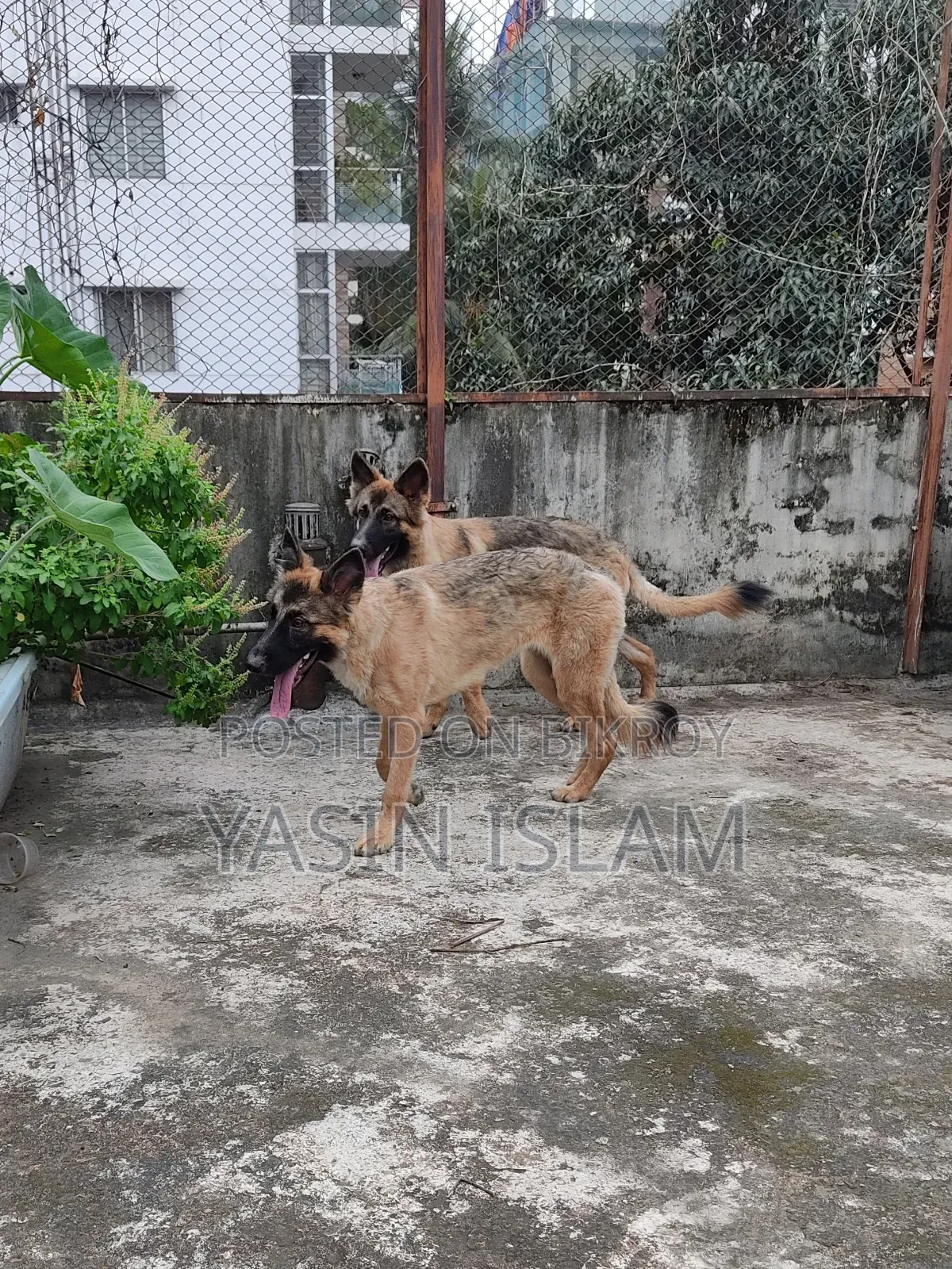 6-12 months Male Purebred German Shepherd