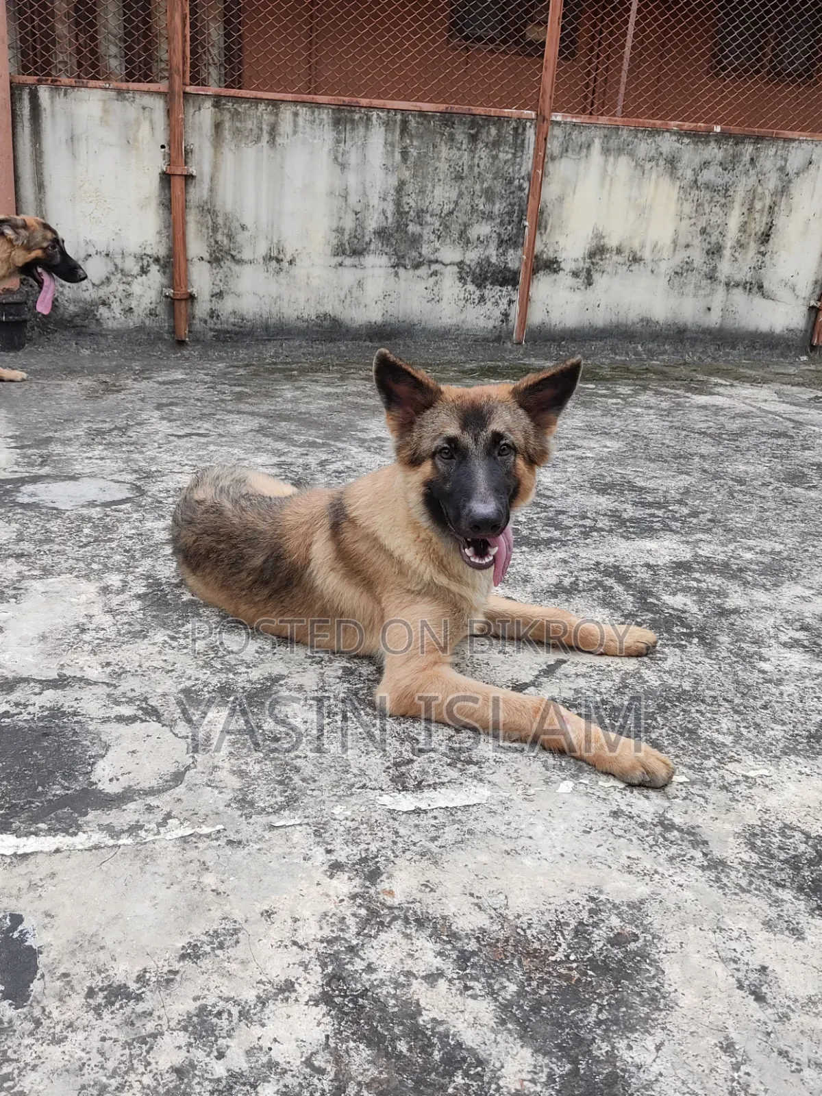 6-12 months Male Purebred German Shepherd
