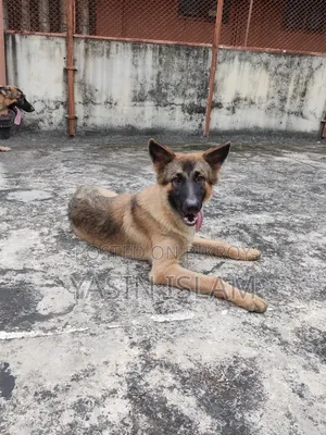 6-12 months Male Purebred German Shepherd