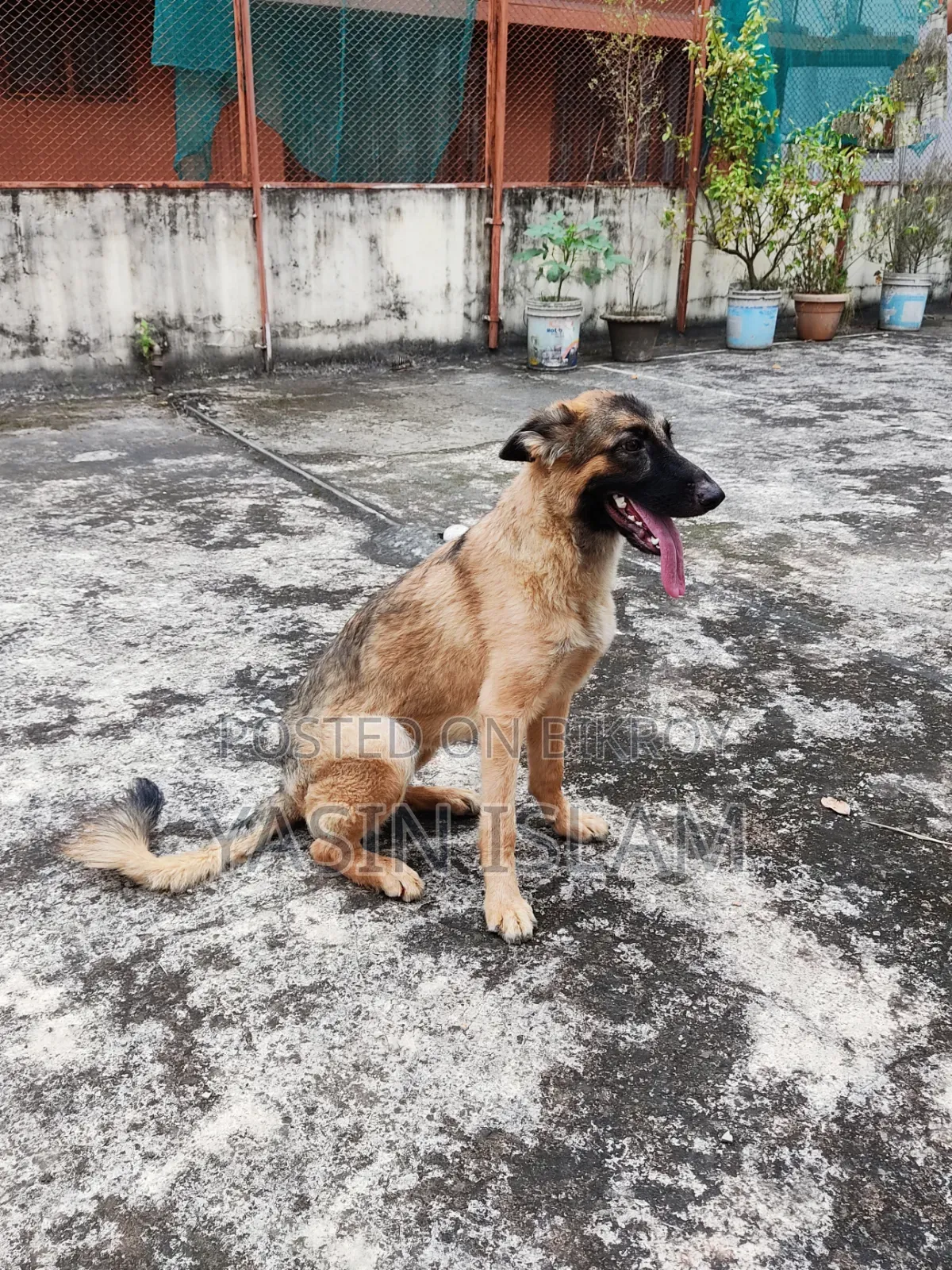 6-12 months Male Purebred German Shepherd