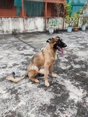 6-12 months Male Purebred German Shepherd