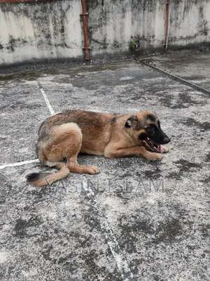 6-12 months Male Purebred German Shepherd