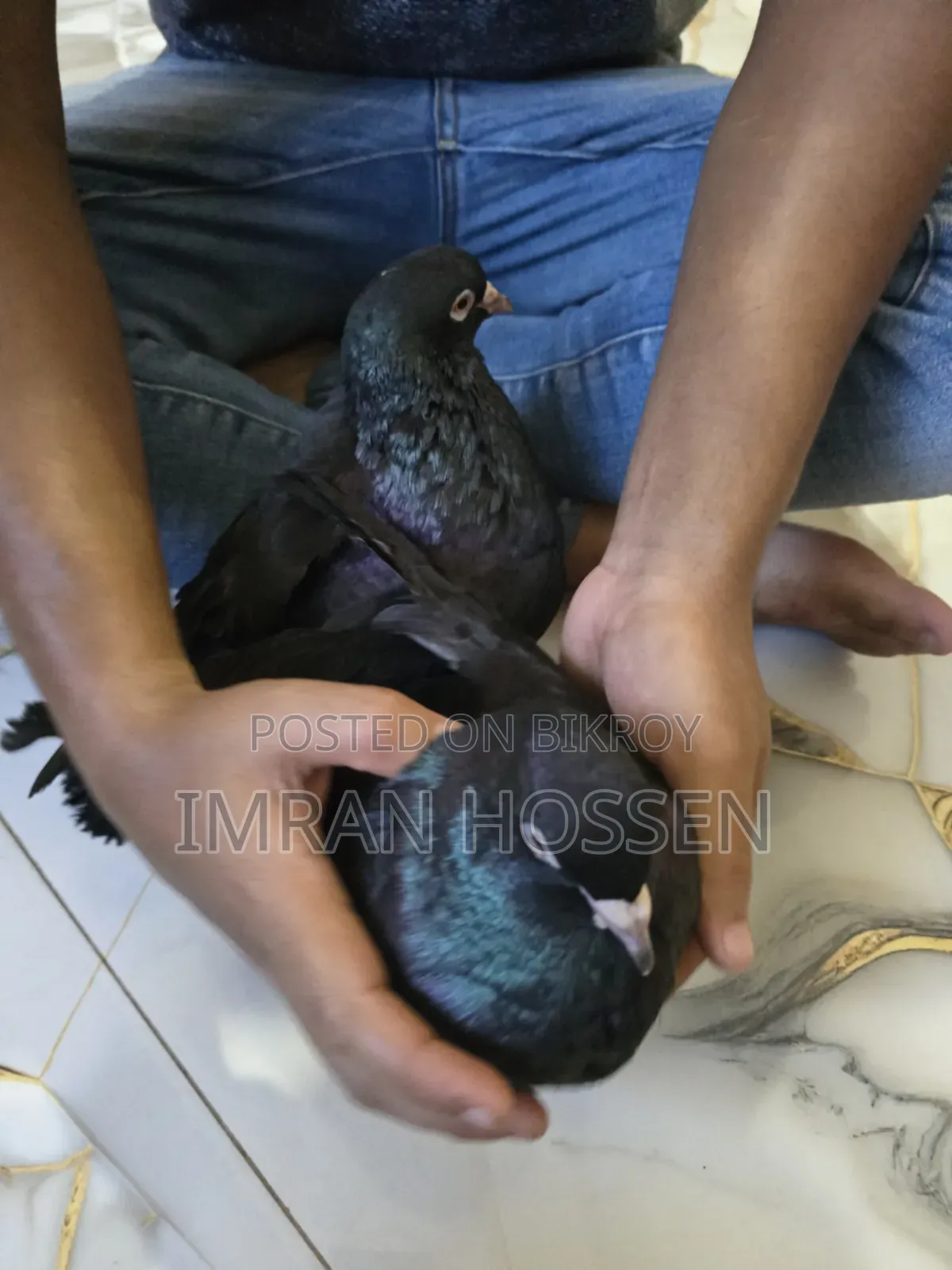 Show King Black Pigeons 1 Pair