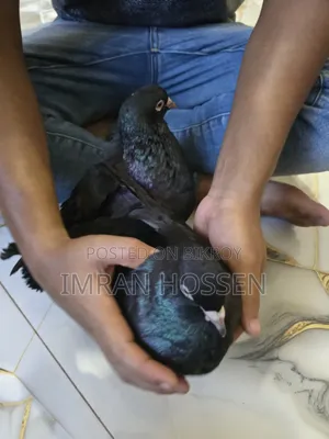 Show King Black Pigeons 1 Pair
