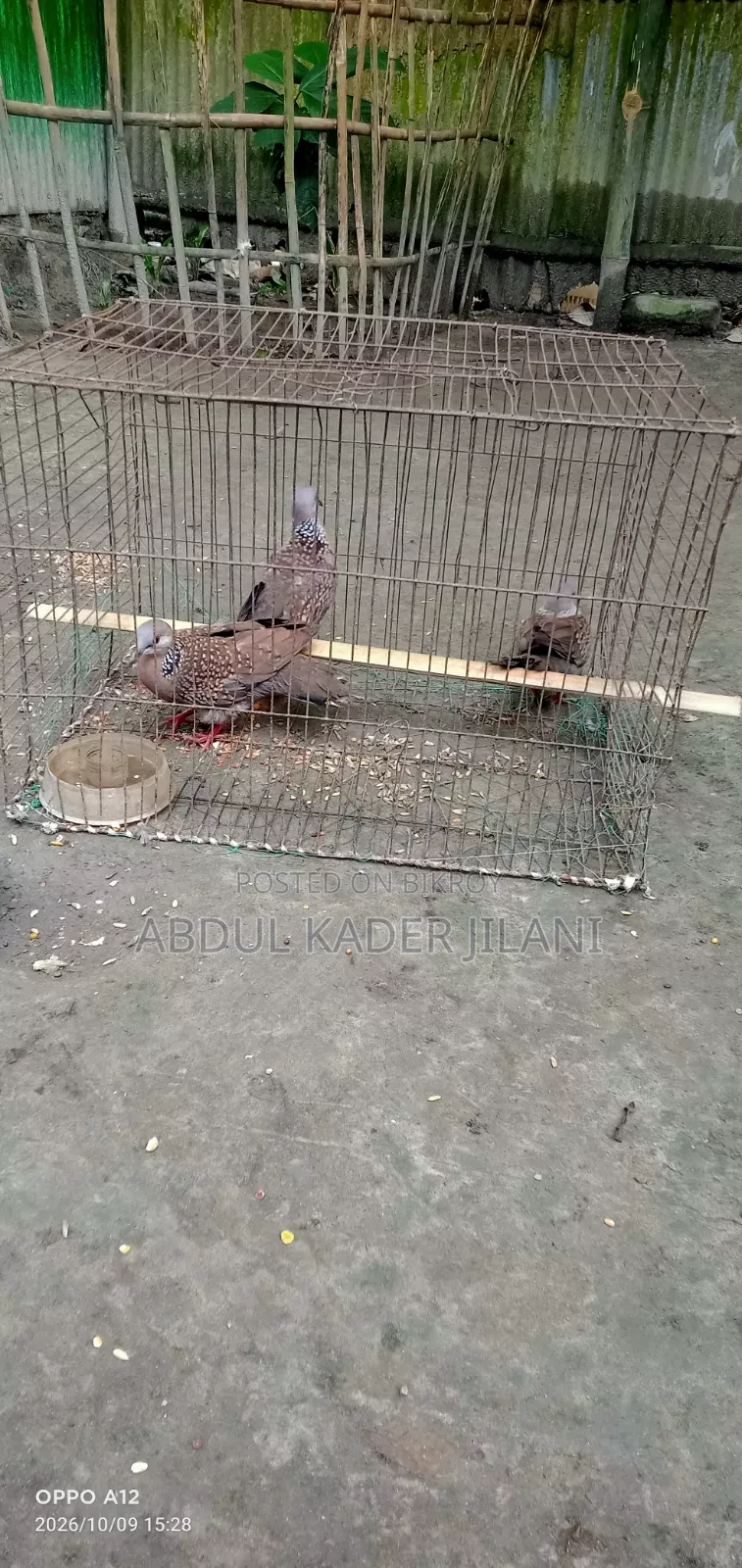 Three Ring Doves