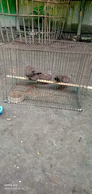Three Ring Doves