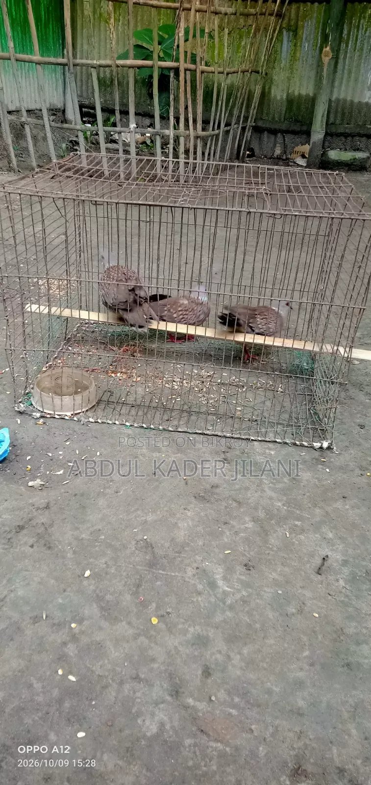 Three Ring Doves