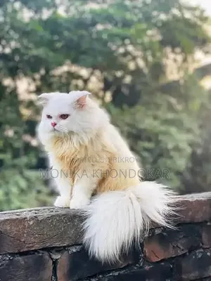 ১+ বছরের খাঁটি পার্সিয়ান স্ত্রী বিড়াল