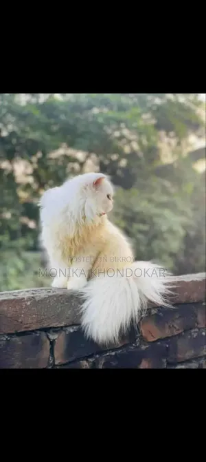 ১+ বছরের খাঁটি পার্সিয়ান স্ত্রী বিড়াল