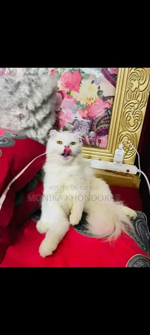 ১+ বছরের খাঁটি পার্সিয়ান স্ত্রী বিড়াল