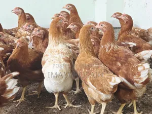 Layer Chicken