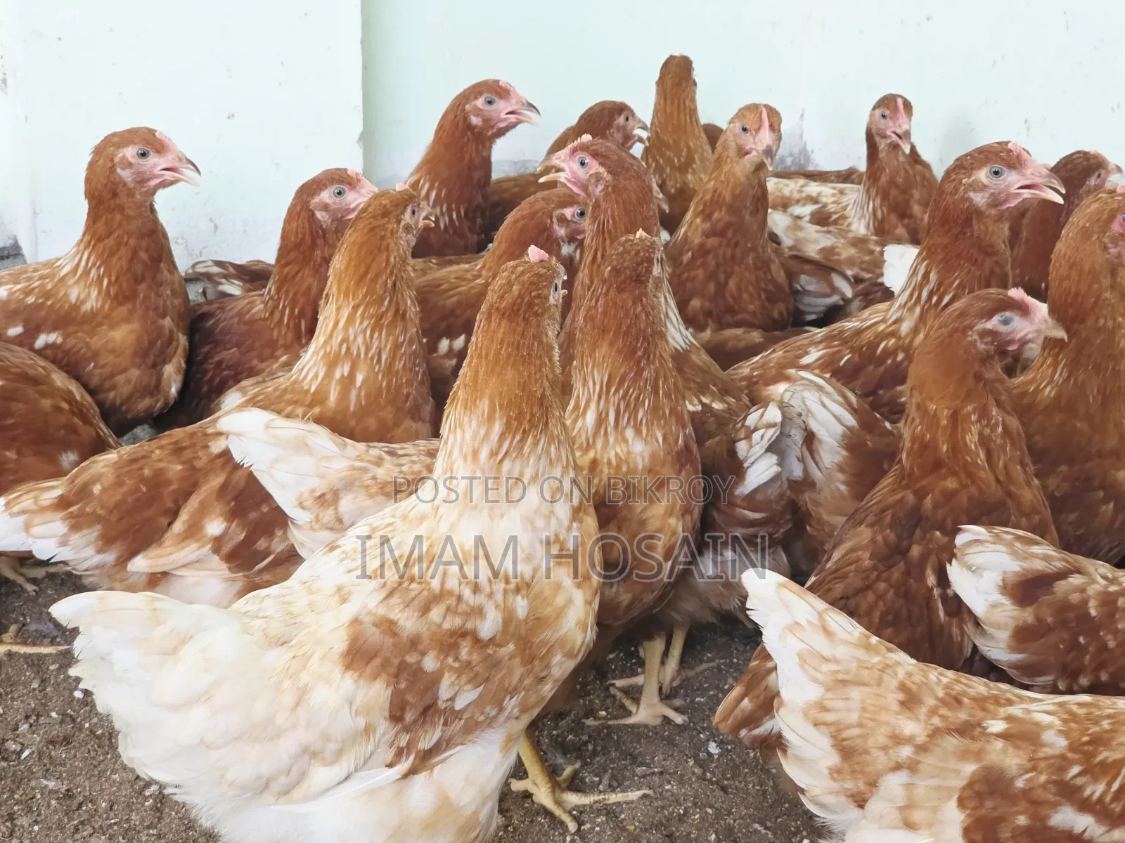 Layer Chicken